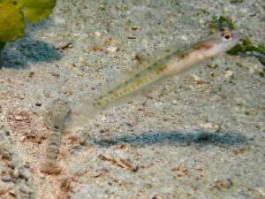 Red-Speckled Snapping Shrimp with Vanderhorstia belloides, Bella Shrimpgoby