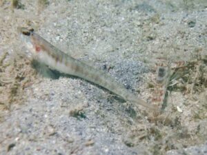 Vanderhorstia auronotata, Gold-Marked Shrimpgoby