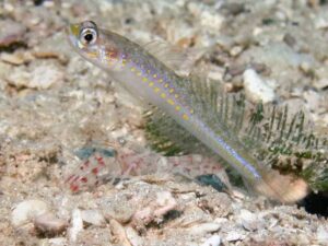 Red-Speckled Snapping Shrimp with Vanderhorstia cyanolineata, Blue Streak Shrimpgoby