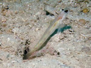 Red-Speckled Snapping Shrimp with Vanderhorstia dorsomacula, Dorsal Spot Shrimpgoby