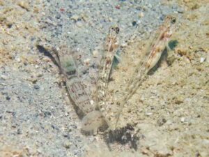 Red-Speckled Snapping Shrimp with Vanderhorstia phaeosticta, Yellowfoot Shrimpgoby