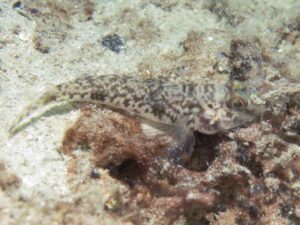 Yongeichthys nebulosus, Hairfin Goby