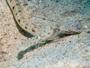 Red-Whiskered Snapping Shrimp, Alpheus species 11