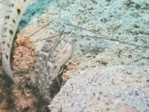 Red-Whiskered Snapping Shrimp, Alpheus species 11