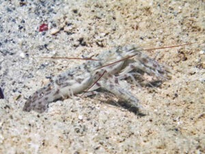 Red-Whiskered Snapping Shrimp, Alpheus species 11