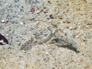 Red-Whiskered Snapping Shrimp, Alpheus species 11