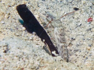 Red-Whiskered Snapping Shrimp, Alpheus species 11