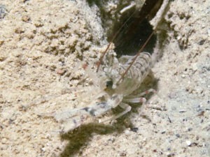 Red-Whiskered Snapping Shrimp, Alpheus species 11