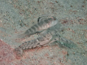 Red-Whiskered Snapping Shrimp with Mahidolia mystacina, Smiling Shrimpgoby