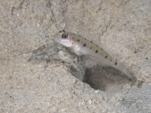 Red-Whiskered Snapping Shrimp with Vanderhorstia ambanoro, Twinspot Shrimpgoby