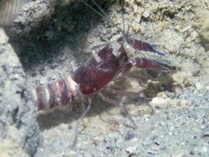 Red and White Snapping Shrimp