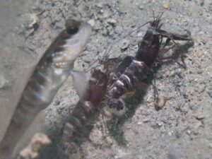 Red and White Snapping Shrimp