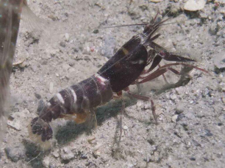 Red and White Snapping Shrimp