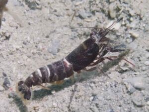 Red and White Snapping Shrimp