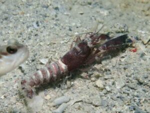 Red and White Snapping Shrimp