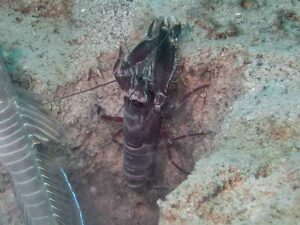 Red and White Snapping Shrimp