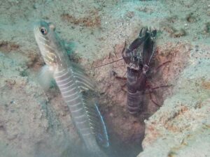 Red and White Snapping Shrimp with Cryptocentrus multicinctus, Multi-Barred Shrimpgoby