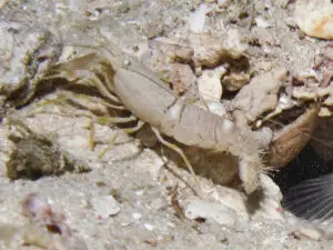 Sandy Shrimp Alpheus species 12