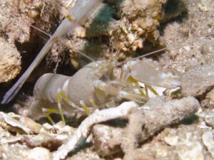 Sandy Snapping Shrimp, Alpheus species 12