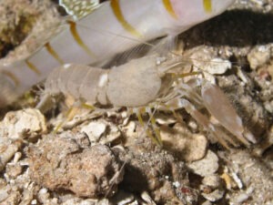 Sandy Snapping Shrimp, Alpheus species 12