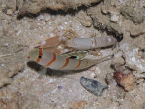 Sandy Snapping Shrimp, Alpheus species 12