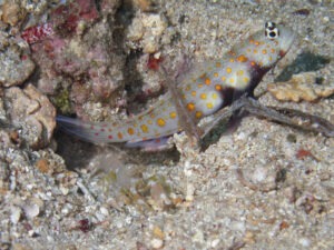 Sandy Snapping Shrimp with Amblyeleotris guttata, Blackchest Shrimpgoby