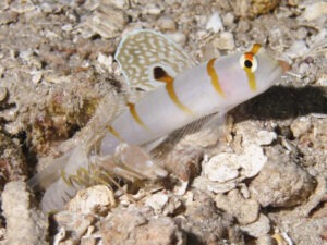 Sandy Snapping Shrimp with Amblyeleotris randalli, Randall’s Shrimpgoby