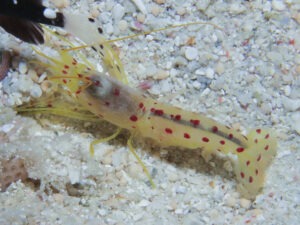 Spotted Snapping Shrimp, Alpheus rubromaculatus