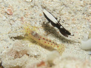 Spotted Snapping Shrimp, Alpheus rubromaculatus