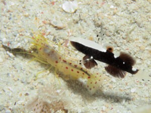 Spotted Snapping Shrimp, Alpheus rubromaculatus