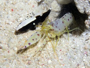 Lotilia klausewitzi Whitecap Shrimpgoby with Spotted Snapping Shrimp, Alpheus rubromaculatus