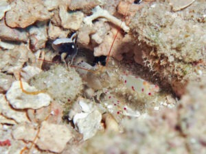 Spotted Snapping Shrimp, Alpheus rubromaculatus