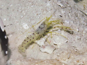 Spotted Snapping Shrimp, Alpheus rubromaculatus