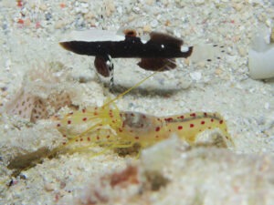 Spotted Snapping Shrimp, Alpheus rubromaculatus with Lotilia klausewitzi Whitecap Shrimpgoby