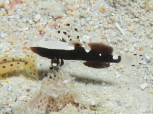 Lotilia klausewitzi Whitecap Shrimpgoby