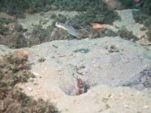 Stonogobiops larsonae Larson’s Shrimpgoby