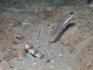 Stonogobiops larsonae Larson’s Shrimpgoby