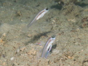 Stonogobiops larsonae Larson’s Shrimpgoby