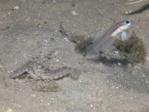 Stonogobiops larsonae Larson’s Shrimpgoby with Diagonal Barred Shrimp Alpheus rapacida