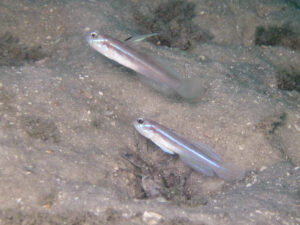 Stonogobiops larsonae Larson’s Shrimpgoby