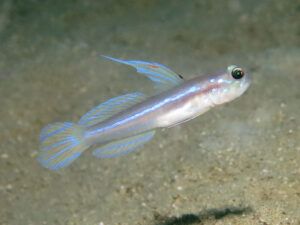 Stonogobiops larsonae Larson’s Shrimpgoby