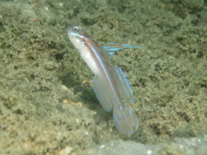 Stonogobiops larsonae Larson’s Shrimpgoby