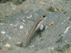 Stonogobiops larsonae Larson’s Shrimpgoby