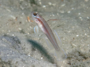 Stonogobiops larsonae Larson’s Shrimpgoby