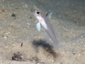 Stonogobiops larsonae Larson’s Shrimpgoby