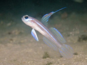 Stonogobiops larsonae Larson’s Shrimpgoby