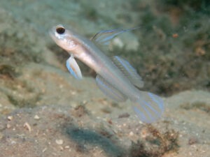 Stonogobiops larsonae Larson’s Shrimpgoby