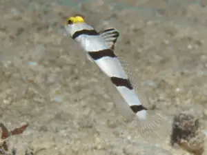 Stonogobiops xanthorhinica Yellowface Shrimpgoby