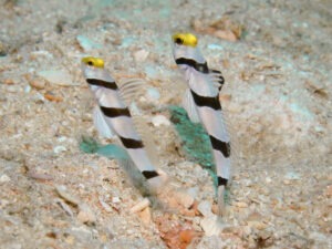 Stonogobiops xanthorhinica Yellowface Shrimpgoby