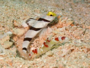 Stonogobiops xanthorhinica Yellowface Shrimpgoby